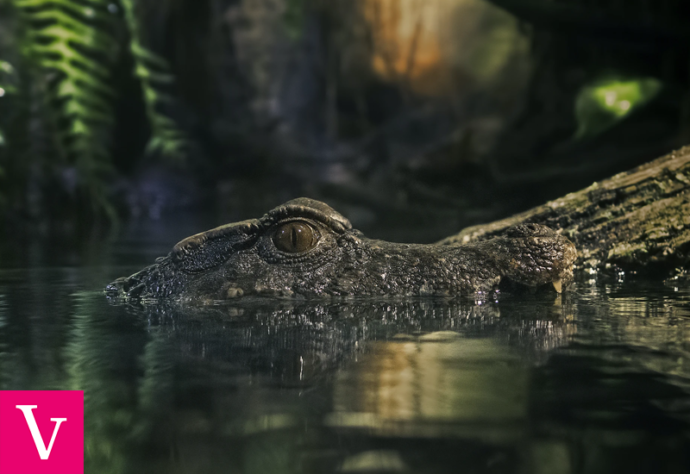 Tworzenie kampanii Discovery w Google Ads